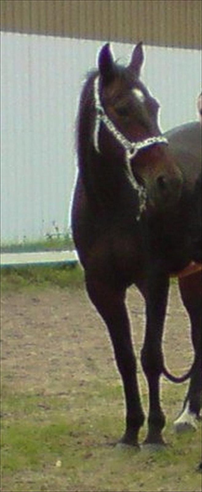 Traver Bella Donna billede 3