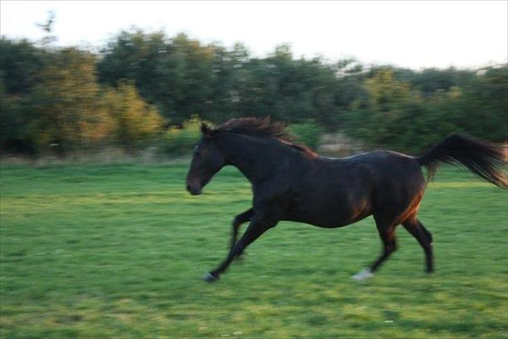 Traver Bella Donna billede 4