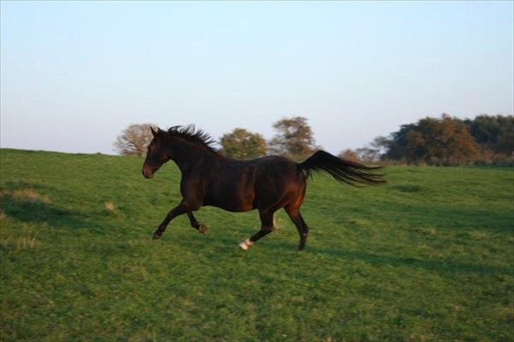 Traver Bella Donna billede 5