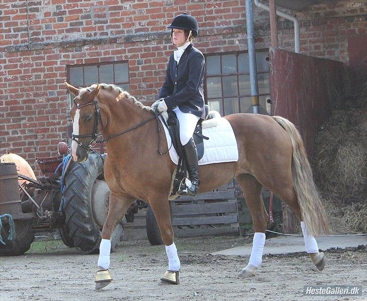 Welsh Cob (sec D) Mondetgårds Lady Duchess, sendt hjem :´( - foto: Natalie Ranum billede 8