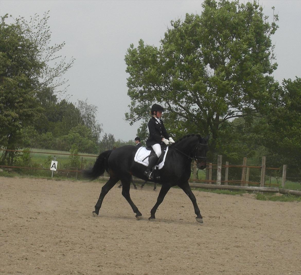 Anden særlig race Thorndals Alpha. billede 5