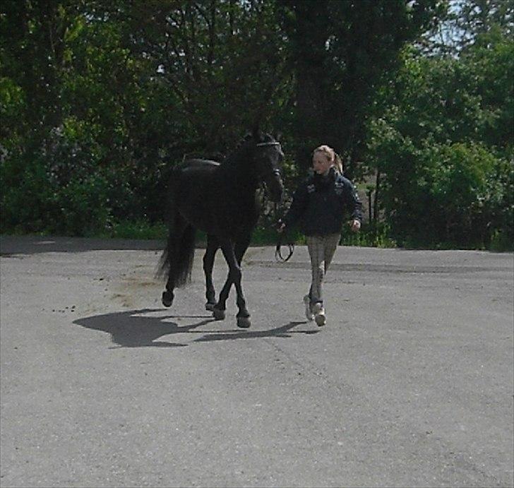 Anden særlig race Thorndals Alpha. billede 11