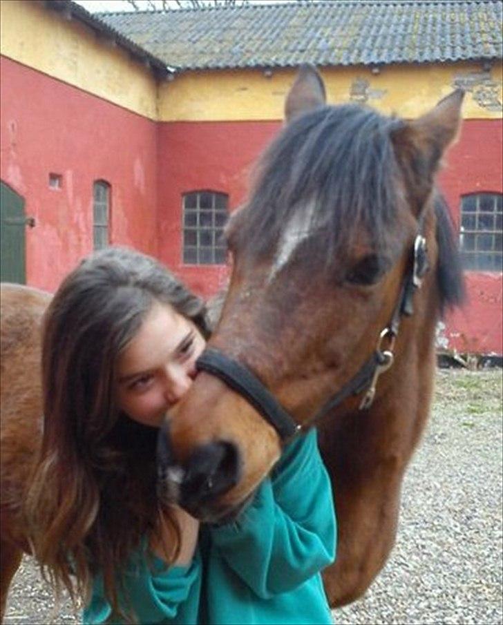 Welsh Partbred (Sec F) Mountain Mehefin (Monty) Solgt :'( billede 3