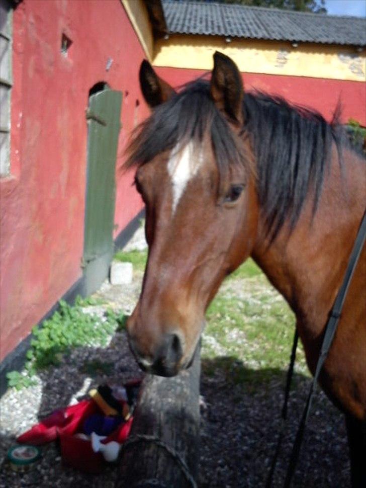 Welsh Partbred (Sec F) Mountain Mehefin (Monty) Solgt :'( - Du er savnet! billede 1