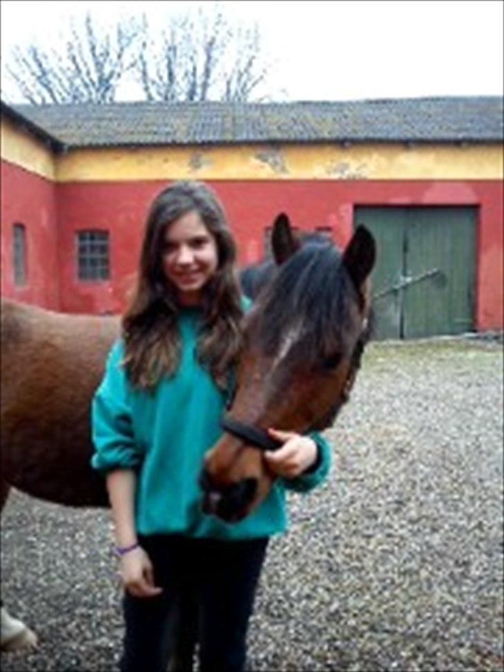 Welsh Partbred (Sec F) Mountain Mehefin (Monty) Solgt :'( - Jeg elsker dig! billede 2