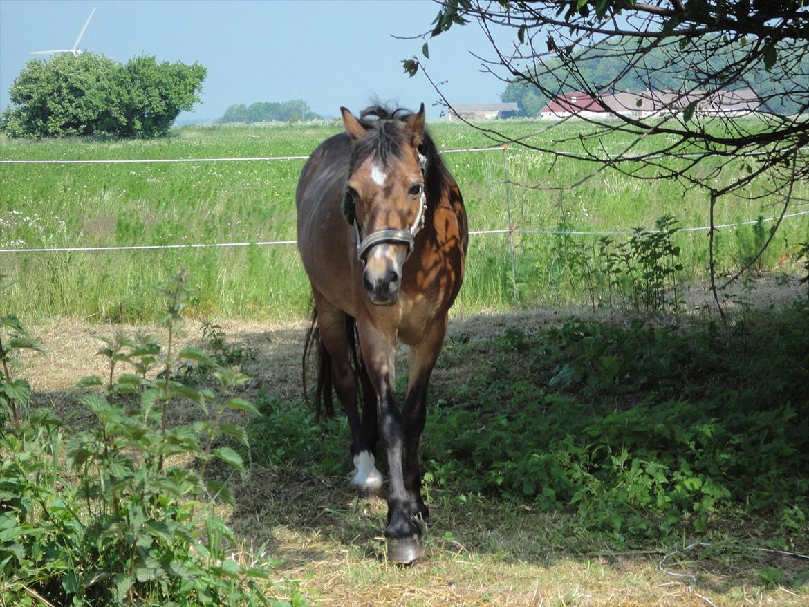 Anden særlig race Dina billede 13