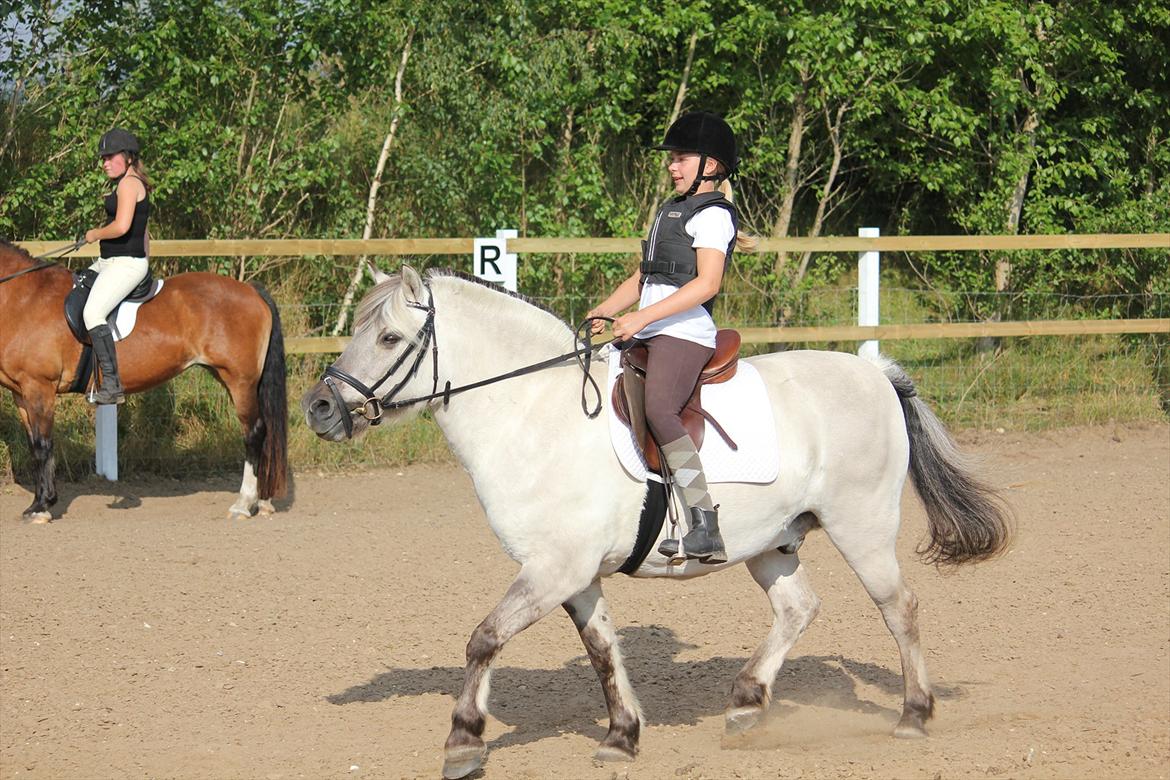 Fjordhest Filur <3 - LC 1
Du var dog noget bøllede... Galoperede næsten hele programet :) billede 13