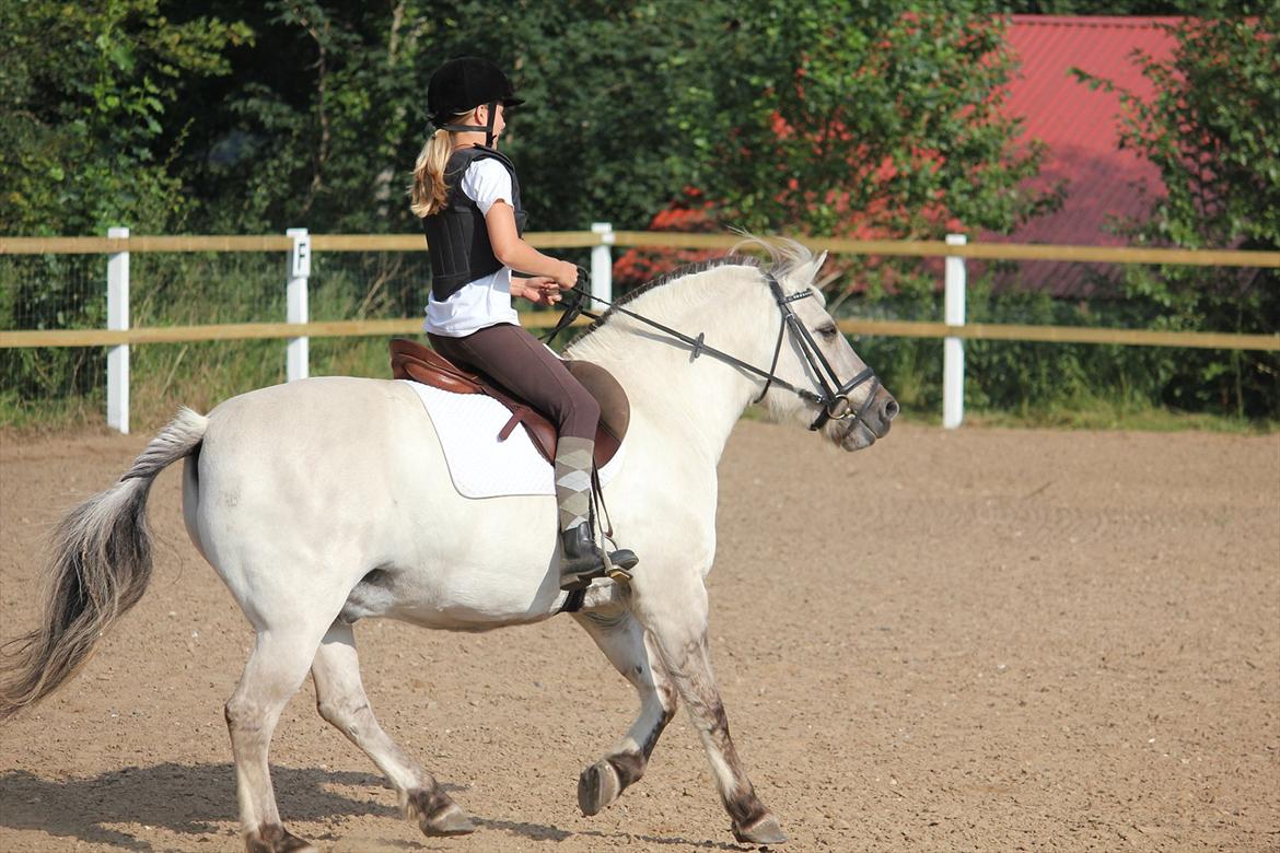 Fjordhest Filur <3 - <3 billede 14