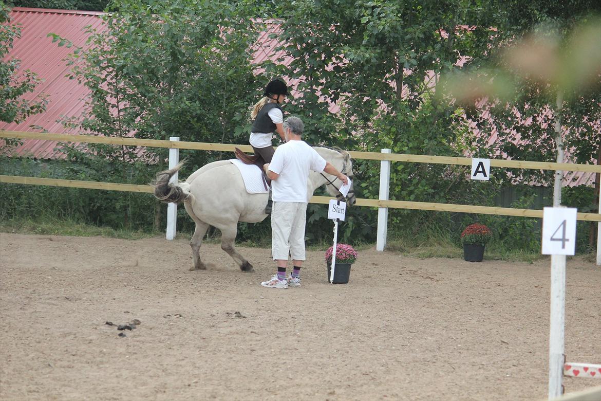 Fjordhest Filur <3 - efter springbanen skal man da vise at man ikke er en engel :) <3 SÅÅ nuttet! billede 15