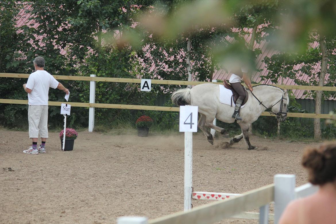 Fjordhest Filur <3 - blobber din frækkert! :) billede 16