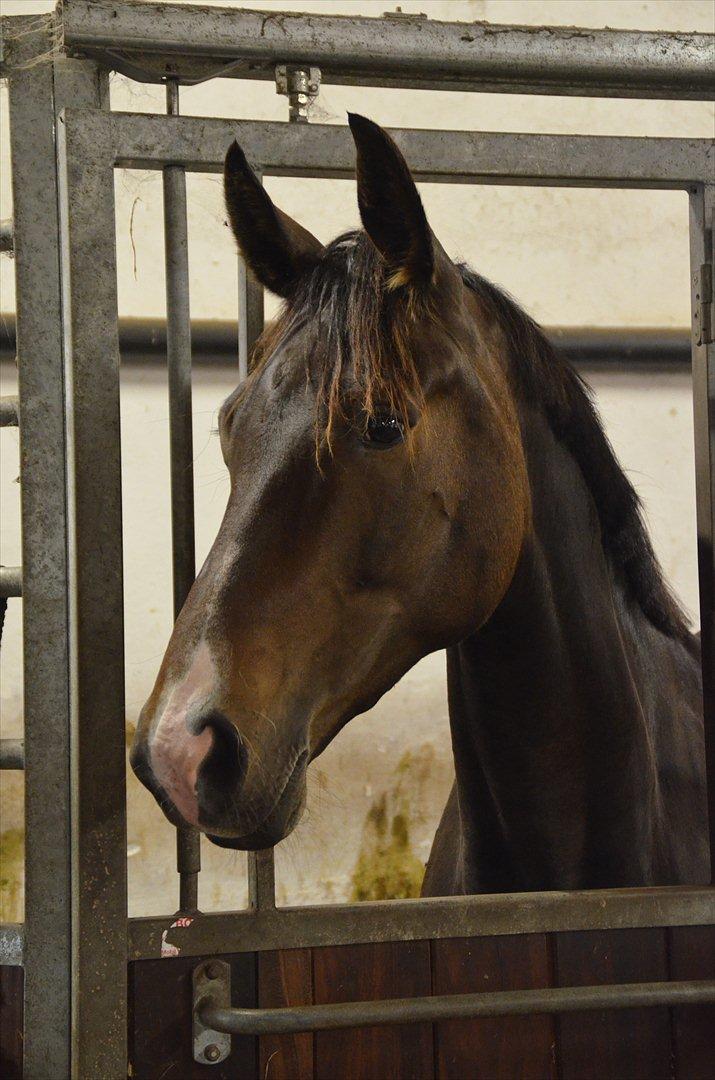 Dansk Varmblod Goodwill Future  - Kan slet ikke beskrive, hvor smuk jeg syndes min lille'pige er ;) billede 9