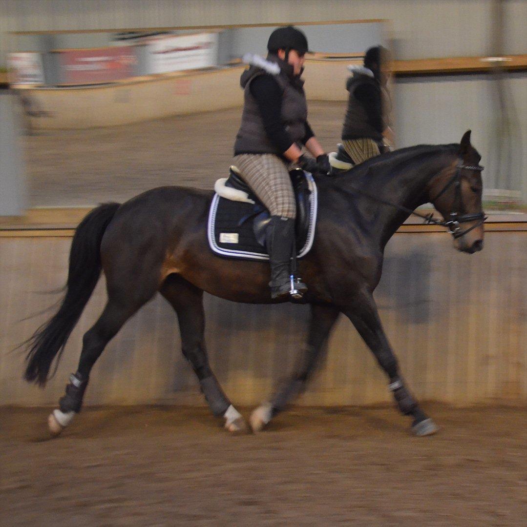 Dansk Varmblod Goodwill Future  billede 19