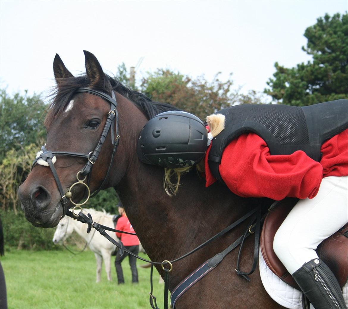 Hollandsk Sportspony Carlo - Et kys til Carlo for den gennemførte jagt. billede 1