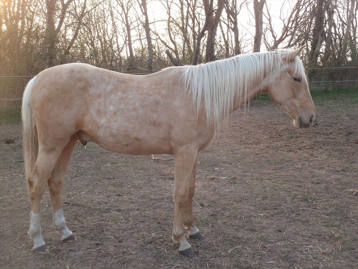 Palomino Lykkegårdens Ashwin - Smukke Ashwin billede 1