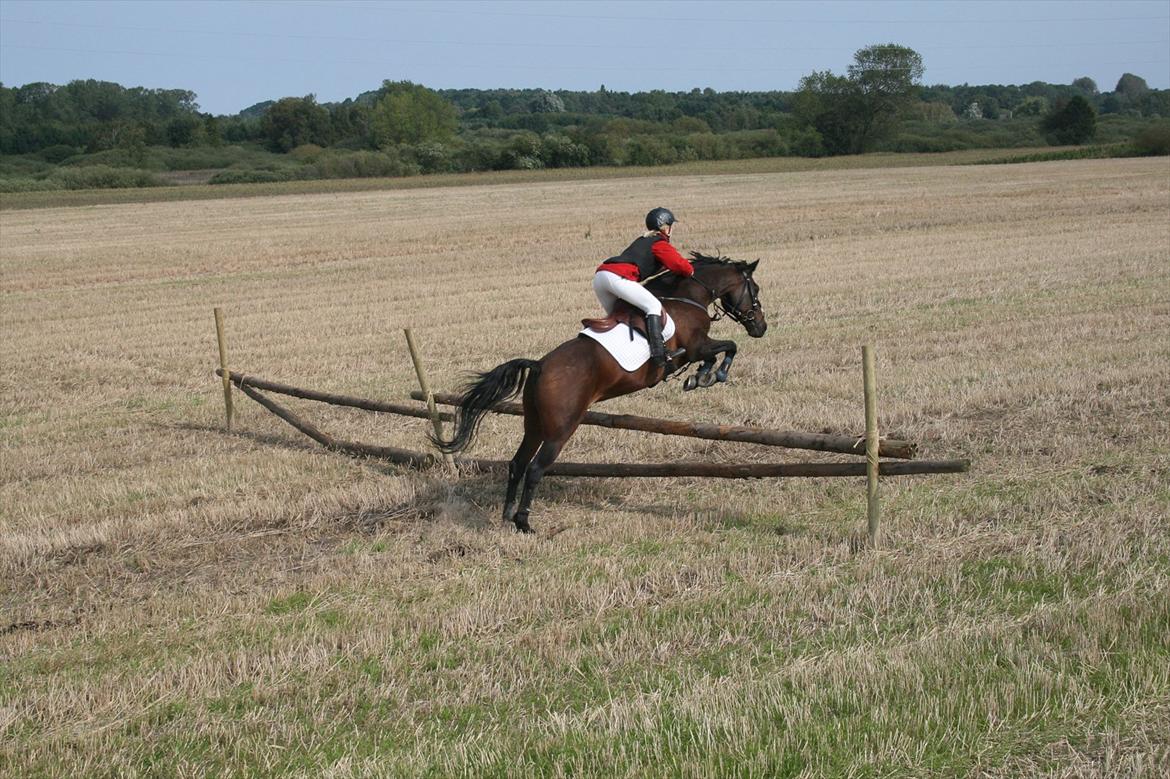 Hollandsk Sportspony Carlo - Jagt 3.9.2011 billede 2