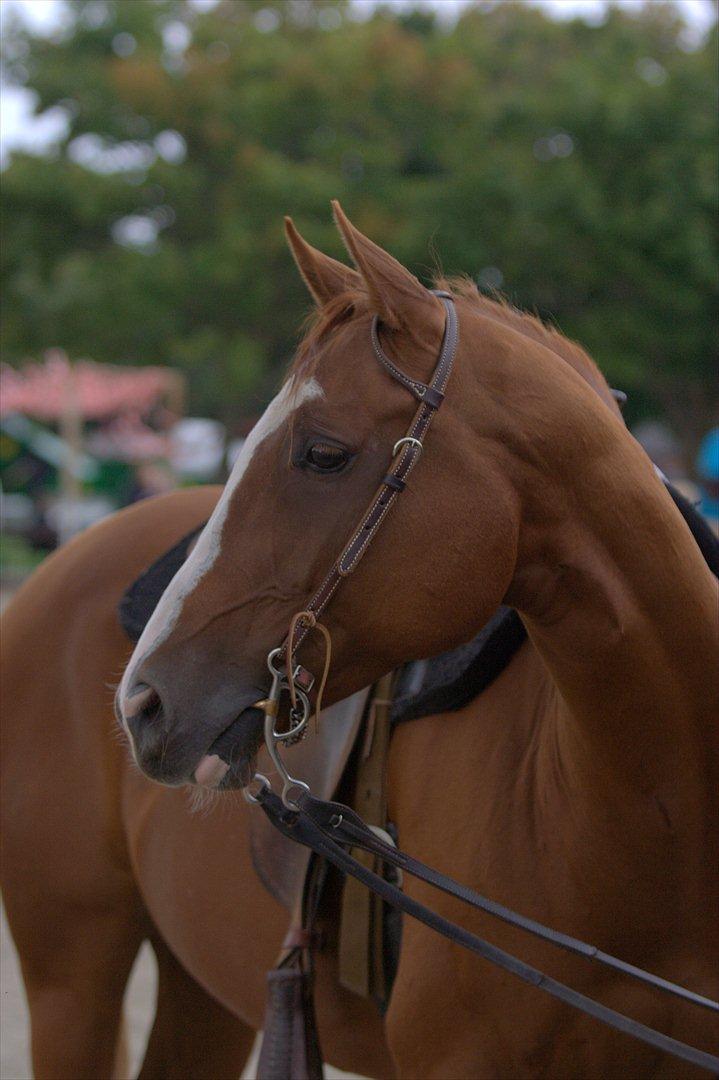 Anden særlig race Phoenex - Fønne på st. hestedag 2011.
billedet taget af Laila billede 9