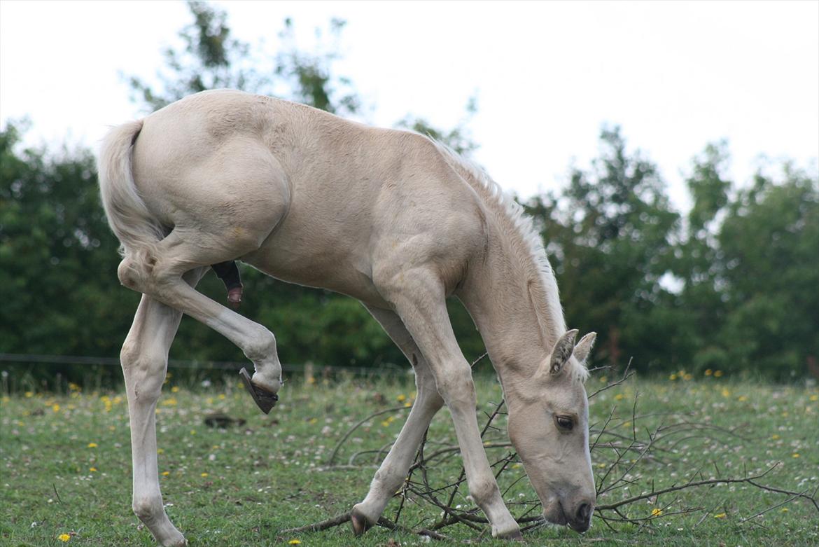 Palomino Lykkegårdens Ashwin billede 6