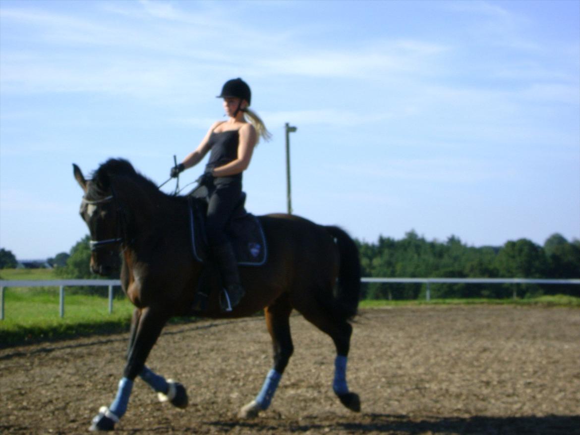 Dansk Varmblod Møllegårdens Cappuccino (Båt) - Min smukke Båt. billede 1