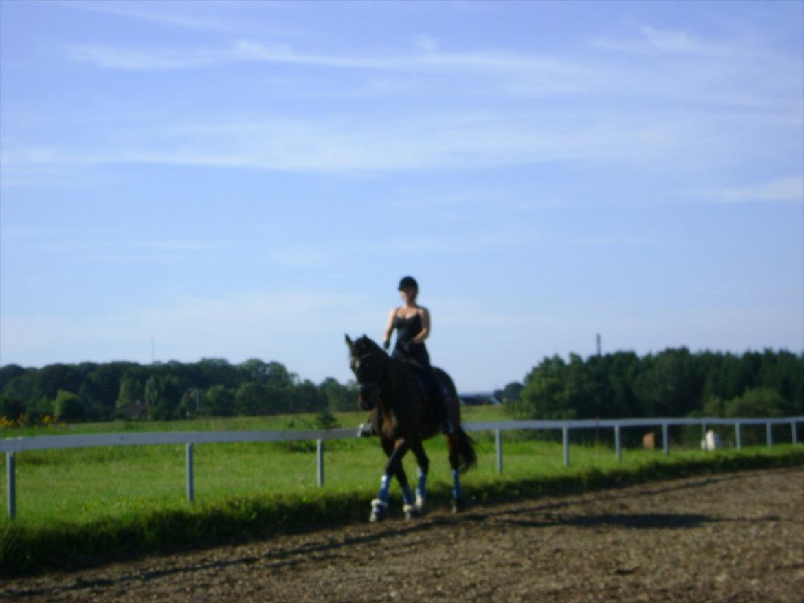 Dansk Varmblod Møllegårdens Cappuccino (Båt) - samlet trav på langsiden. billede 2