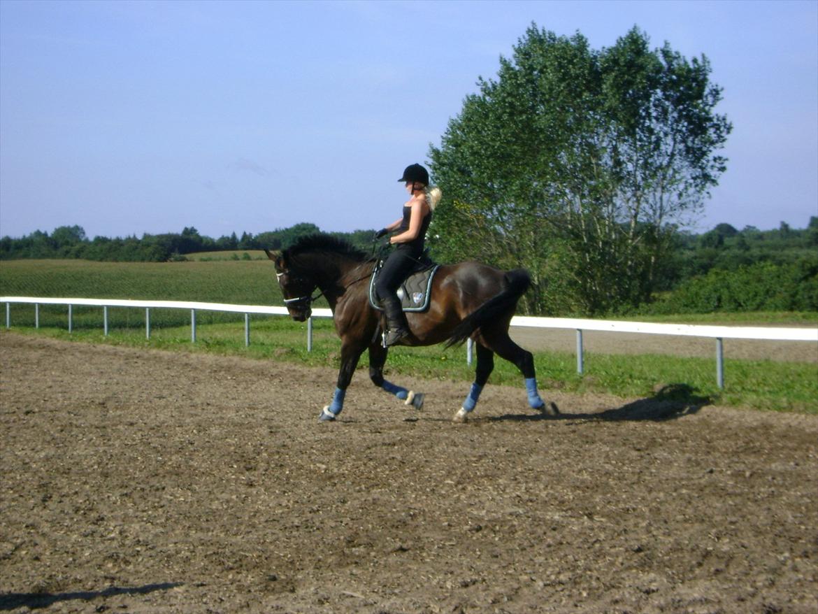Dansk Varmblod Møllegårdens Cappuccino (Båt) - ti meter volte billede 3