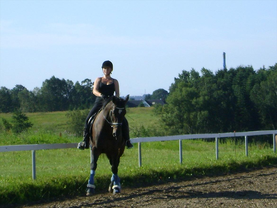 Dansk Varmblod Møllegårdens Cappuccino (Båt) - Versade. billede 5