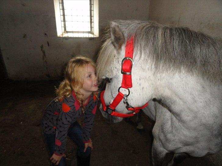 Welsh Mountain (sec A) Fifi billede 10