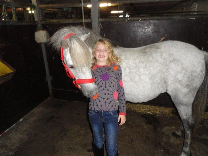 Welsh Mountain (sec A) Fifi billede 11