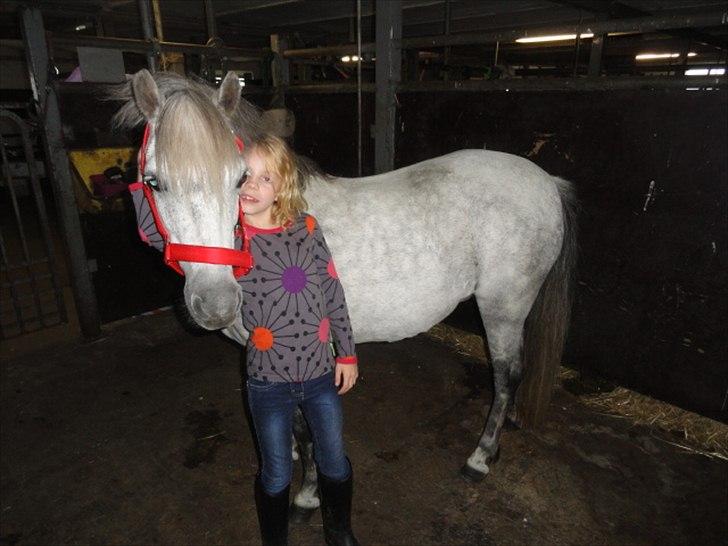 Welsh Mountain (sec A) Fifi billede 12