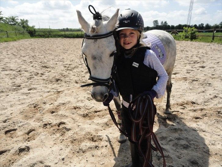 Welsh Mountain (sec A) Fifi billede 14