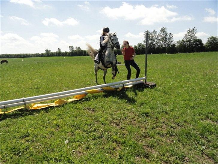 Welsh Mountain (sec A) Fifi billede 17