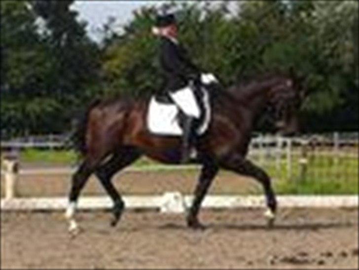 Dansk Varmblod Møllegårdens Cappuccino (Båt) - Møllegårdens cappuccino (båt) og jeg i vores første MB0 billede 7