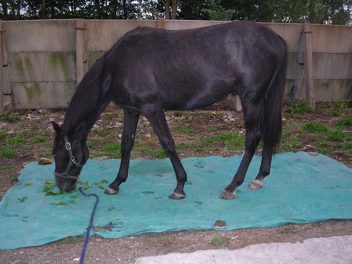 Dansk Varmblod Landianos-ø - Landianos 16 mdr. billede 8