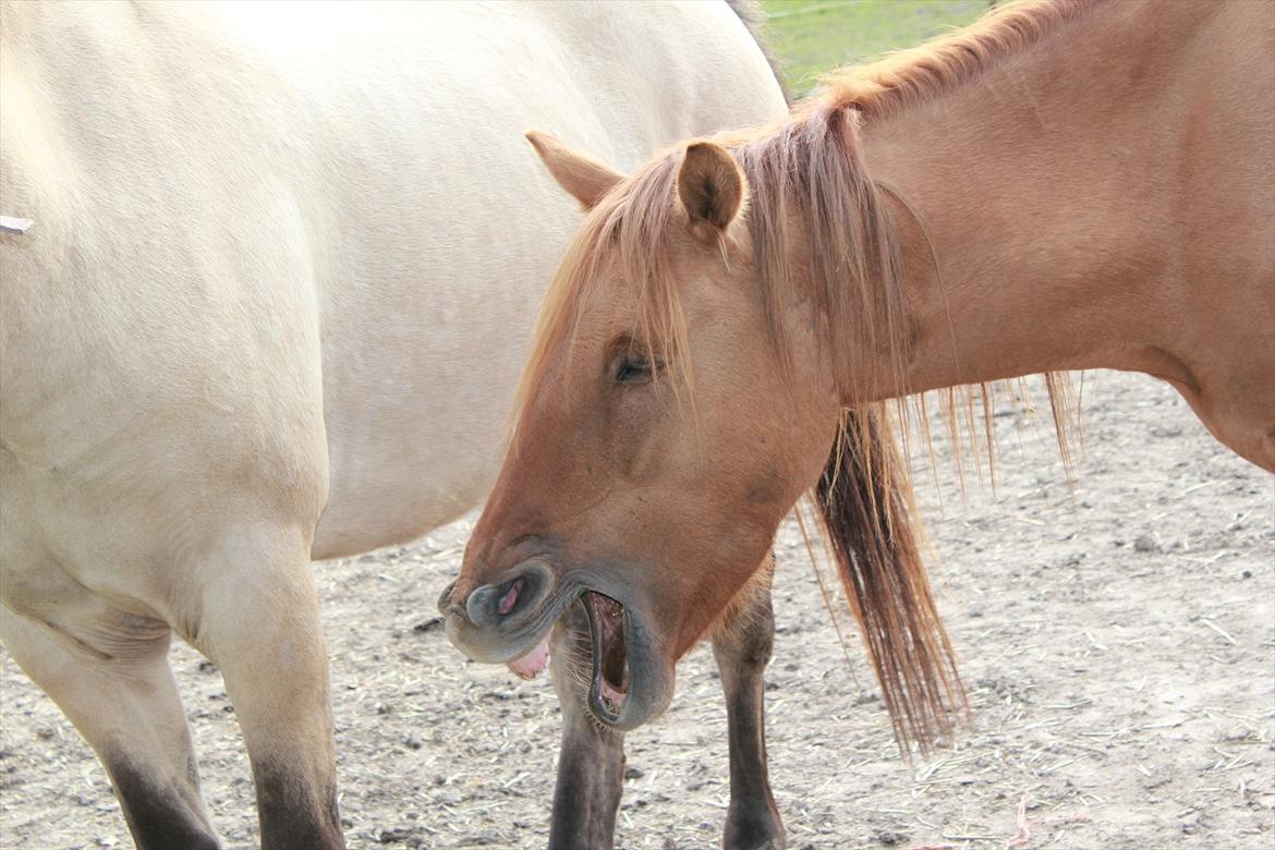 Anden særlig race Playboy billede 13