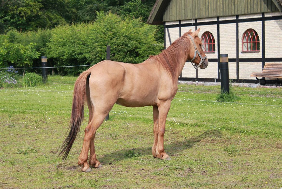 Anden særlig race Playboy billede 14