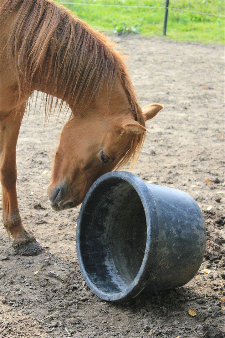 Anden særlig race Playboy billede 15