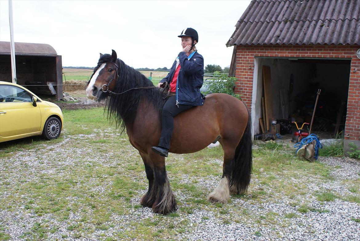 Irish Cob Duke - Min første tur på Duke.  billede 7
