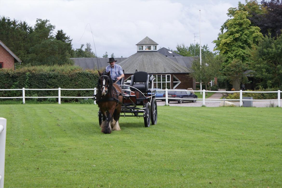 Irish Cob Duke - 1. gang for vogn i ca. 3 år. billede 9