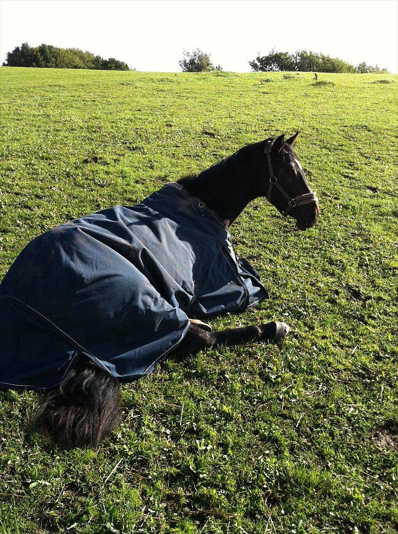 Dansk Varmblod Don Dancer billede 9