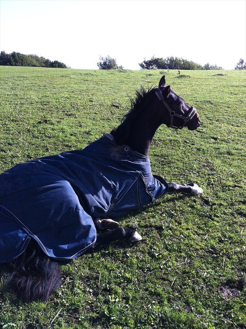 Dansk Varmblod Don Dancer billede 10