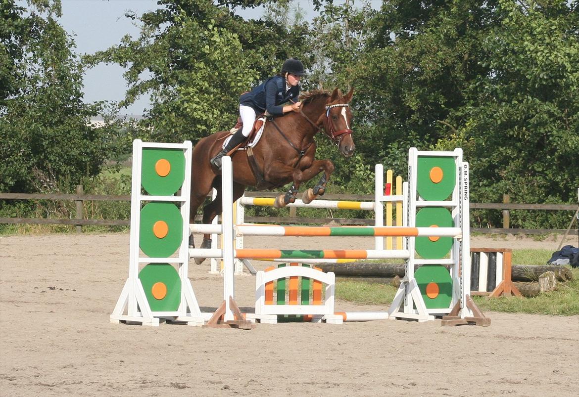 Anden særlig race Donna - LB* september 2011 billede 3