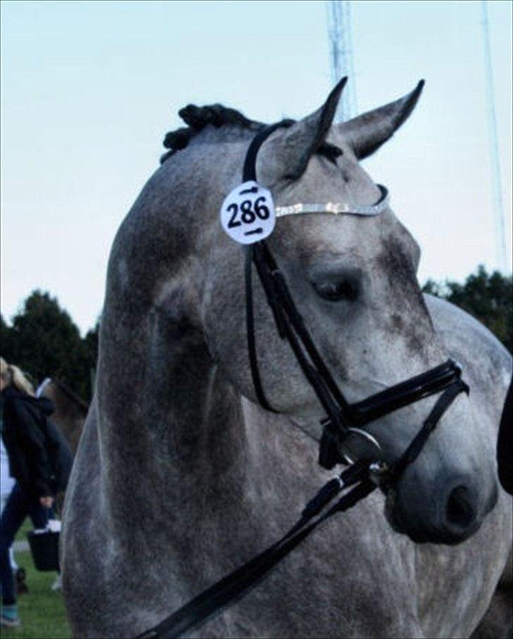 Anden særlig race Kvistgaardens Little Nini billede 3