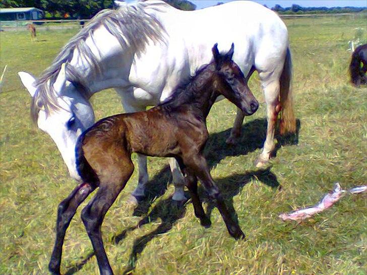 Anden særlig race Kvistgaardens Little Nini billede 8