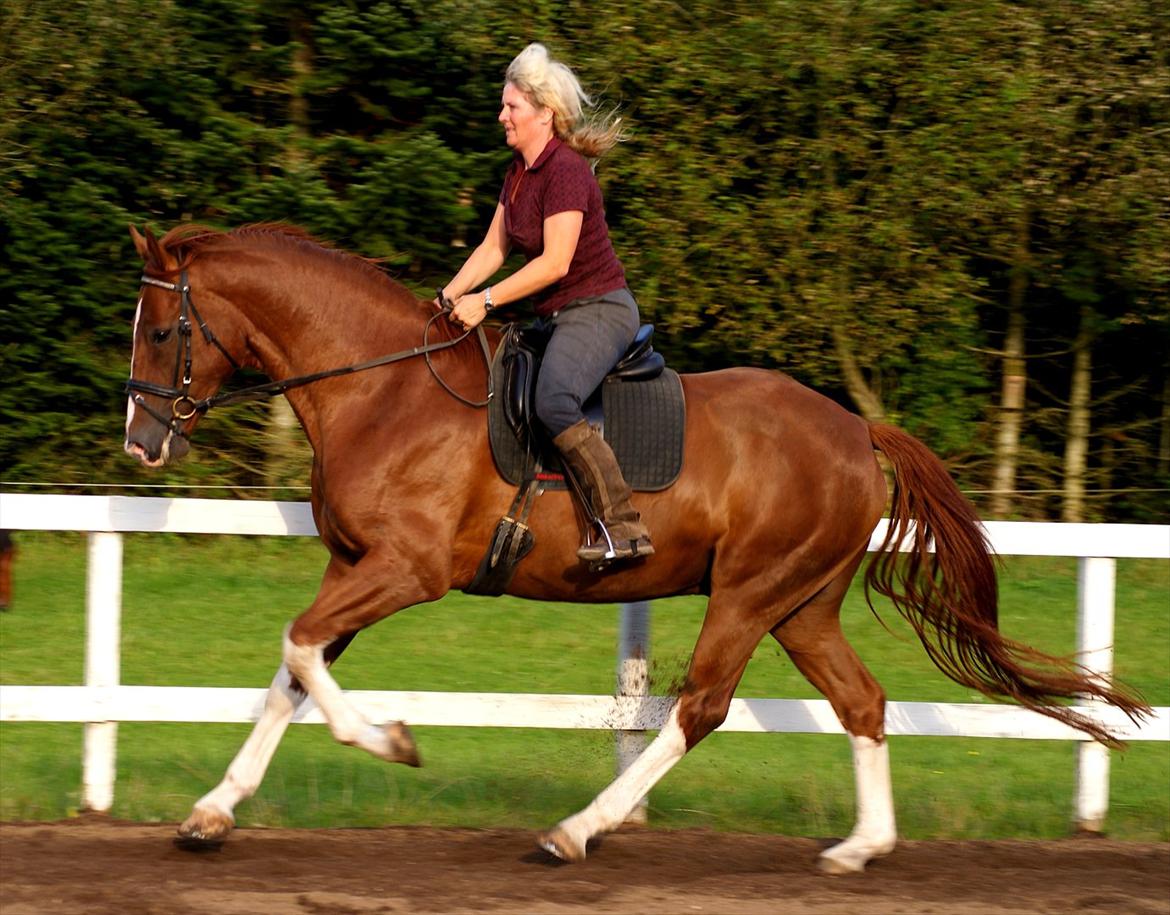 Dansk Varmblod Stald Holm's Flying sky - galop billede 19