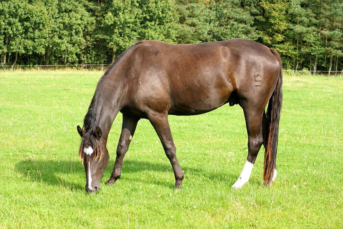 Dansk Varmblod Stald Holm´s Mikro K - sep 2011 billede 18