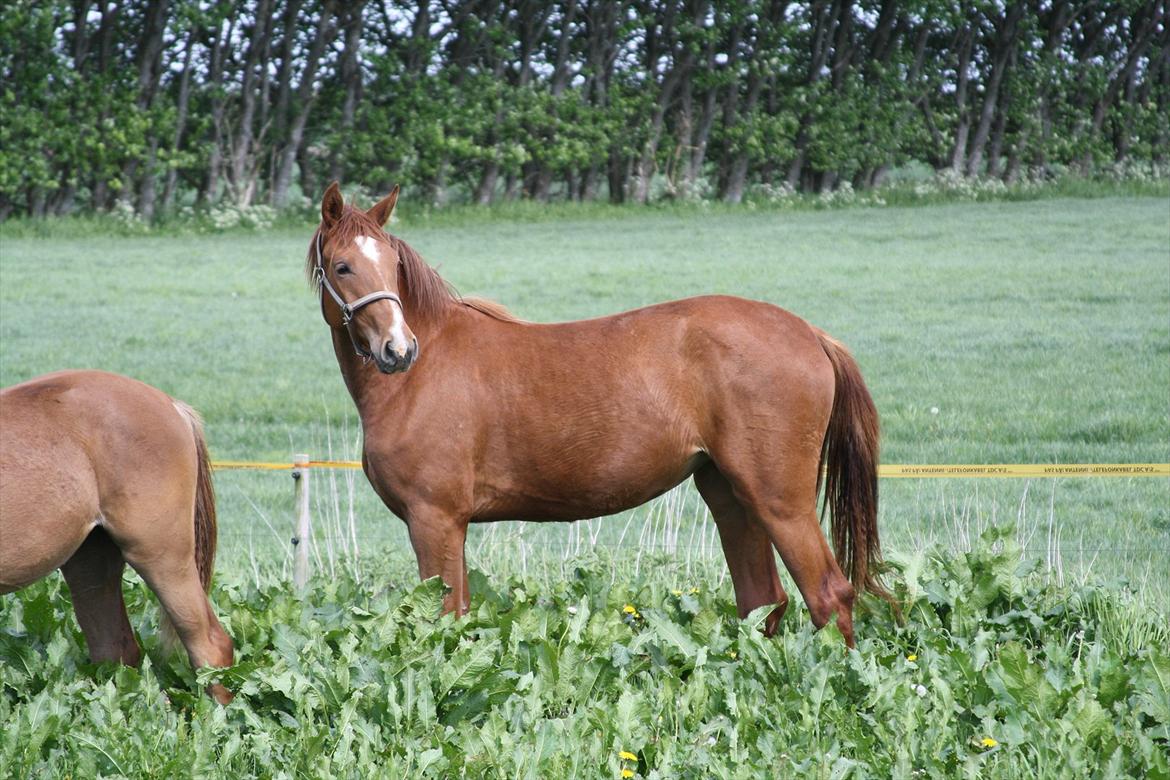 Dansk Varmblod Nørremarkens Abbie billede 3