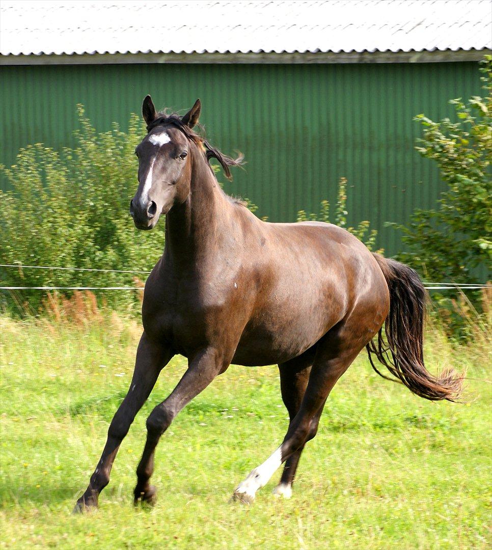 Dansk Varmblod Stald Holm´s Mikro K - sep 2011 billede 19