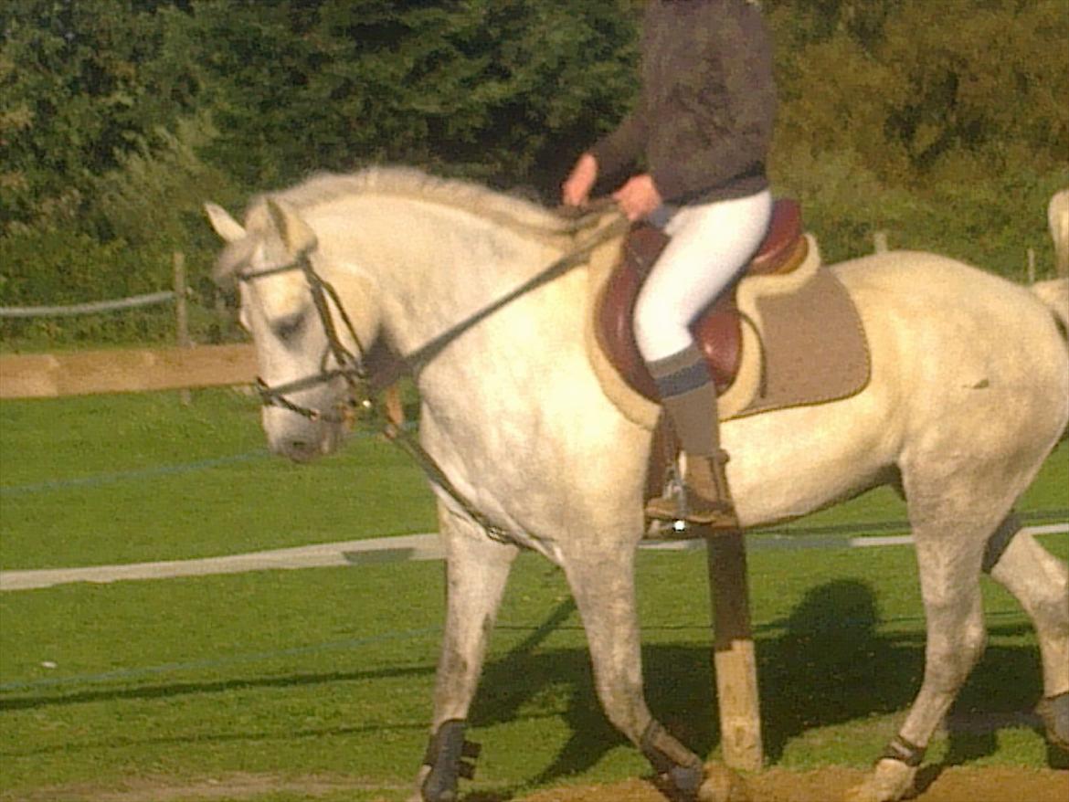 Connemara WILLMA billede 20