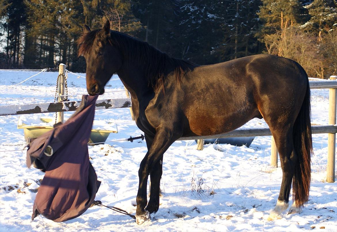 Dansk Varmblod Wivaldo - December 2010 billede 12