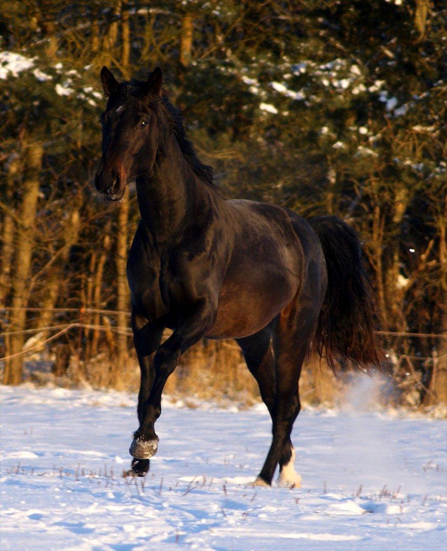 Dansk Varmblod Wivaldo billede 14