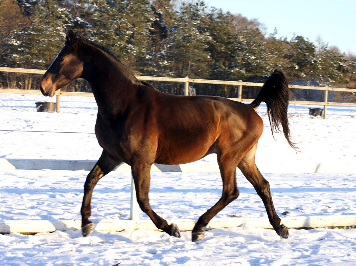 Dansk Varmblod Majestic/Hanniball - dec 2010 billede 15